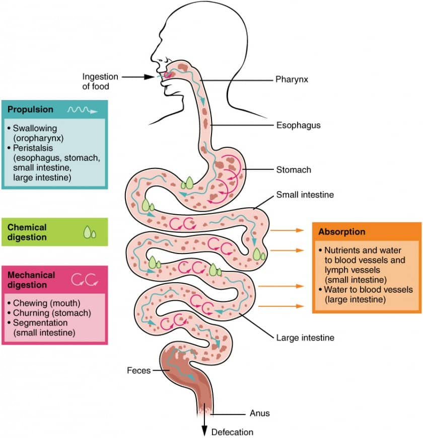 esophagus-cancer